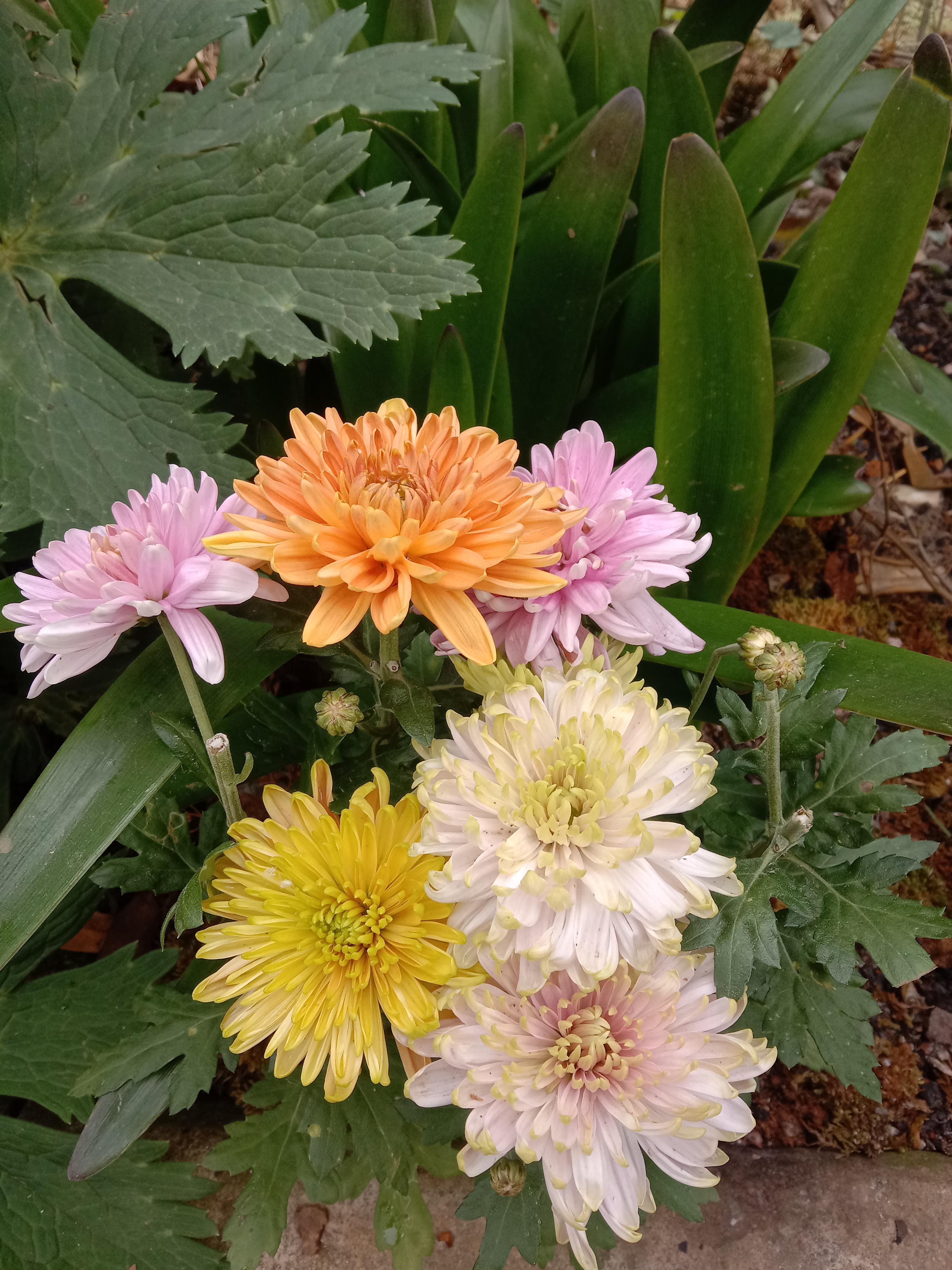 菊花开了